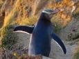 SOS: Нащадки гігантських пінгвінів на межі вимирання!