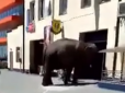 Її звати Майя: У Чернівцях на автомийці викупали слониху (відео)