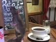 Релакс із пацюками: У США відкрилося незвичайне кафе