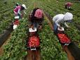 Хіти тижня. Дорогу перейшли горе-бізнесмени: Чому українці більше не хочуть працювати на полуничних плантаціях у Польщі - підприємець