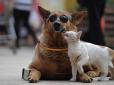 Котам нявкати все ще можна: У французькому місті собакам заборонили гавкати