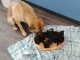 Мережу підкорює пес, який врятував від смерті п'ятьох осиротілих кошенят (фото)