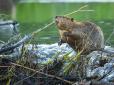 Хіти тижня. Тваринки оцінили валюту: Бобри знайшли сумку з вкраденими доларами і побудували з них греблю