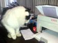 Курйоз дня: Кішка, яка вміє користуватися сканером (відео)