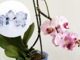 Як змусити орхідею цвісти повторно? Знадобляться лише три шматочки льоду!