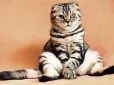 Це може здивувати! Чому коти не люблять, коли їх тримають на руках