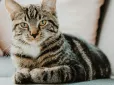 ТОП-5 продуктів, які категорично заборонено давати котам